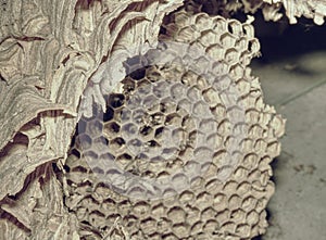 Wasp nest under roof in old garden house