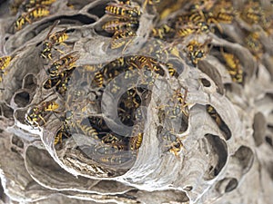 A wasp nest Vespula vulgaris photo