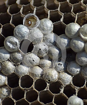 Wasp nest without wasps. Captured ravaged  wasps. Honeycombs with larvae