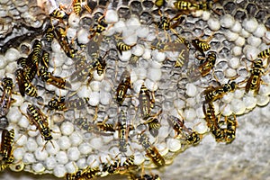 Wasp nest with wasps sitting on it.