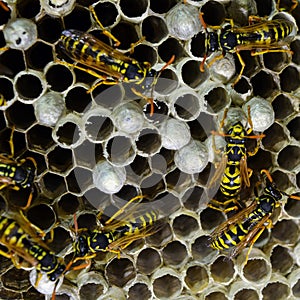 Wasp nest with wasps sitting on it