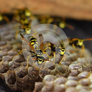 Wasp nest with wasps sitting on it