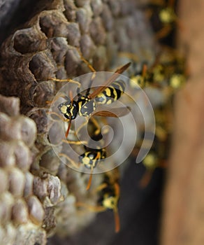 Wasp nest with wasps sitting