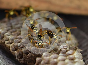 Wasp nest with wasps sitting on it.