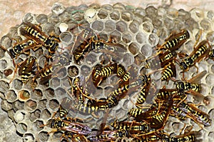 Wasp nest with wasps sitting on it.