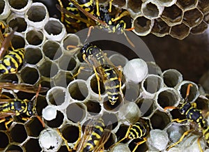 Wasp nest with wasps sitting on it.