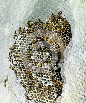 Wasp nest with wasps on it. Wasps polist. The nest of a