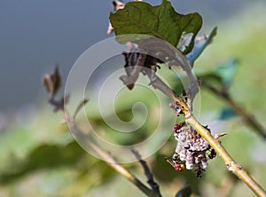 wasp nests hanging on leaves