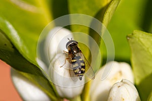 Wasp on orange blossom flowers in natural light