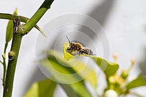 Wasp on orange blossom flowers in natural light