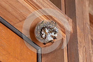 Wasp on paper nest hanging from wood on house