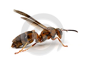 Wasp with Parasites
