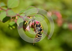 Wasp on Pink Flower