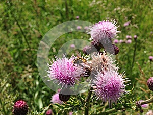 Wasp on a pink flower