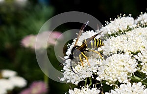 Wasp on the pink flower in nature.