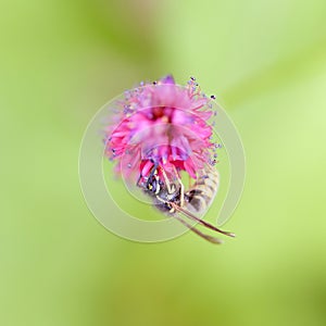 Wasp on pink flower of persicaria