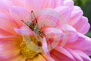 The wasp on the pink flower.