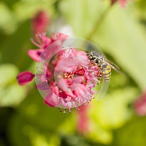 Wasp on pink red persicaria