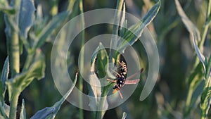 Wasp on plant. Macro, closeup