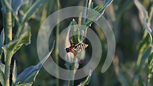 Wasp on plant. Macro, closeup
