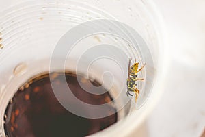 Wasp in a plastic cup