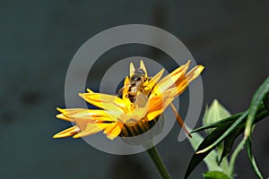 Wasp pollinating flower