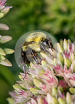 bumblebee  pollinating a flower sedum in a garden in summer