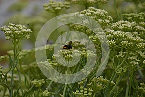 Wasp pollinating plants in ViavÃ©lez, in Asturias, Spain.
