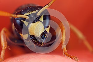 Wasp portrait