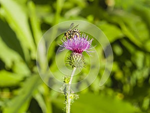 Wasp portrait on Blooming Thistle, Carduus, flower macro with bokeh background, selective focus, shallow DOF