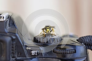 Wasp on a program dial of digital camera