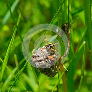 Wasp protects the nest among the grass in the meadow
