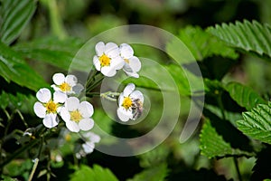 Wasp on the ranunculus is close