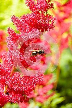 Wasp on red astilbe flower