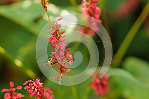 Wasp on red flower