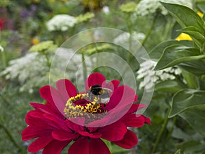 Wasp on red flower Dahlia, flower garden