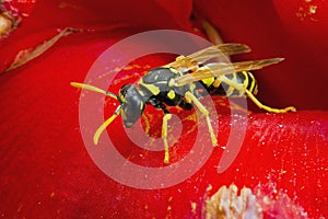 Wasp on red flower