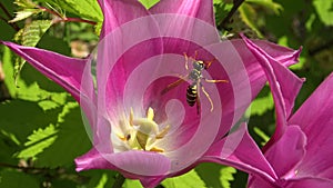 Wasp and Red Tulips with Sharp Scones on the Background of Vegetation in the Garden