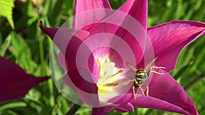 Wasp and Red Tulips with Sharp Scones on the Background of Vegetation in the Garden