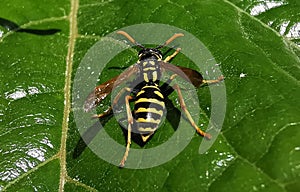 Wasp on an ivy leaf