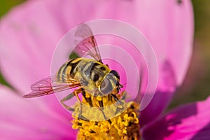 Wasp resting on pink flower