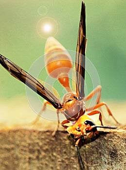 Wasp resting on a rock