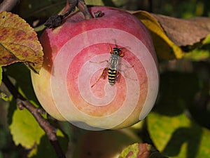 Wasp on a ripe apple.
