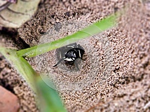 Wasp in it's burrow