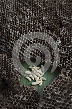 Wasp`s larva with nest