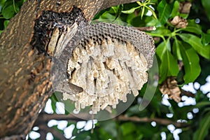 Wasp\'s nest