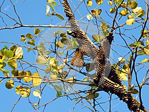 Wasp's nest