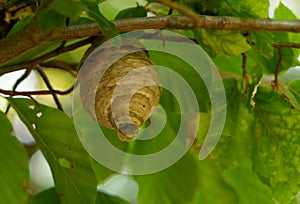 Wasp`s nest build in a tree