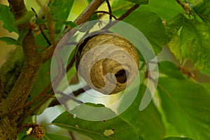 Wasp`s nest build in a tree