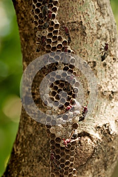 A wasp`s nest with eggs and larvae on a branch.Hymenoptera nest